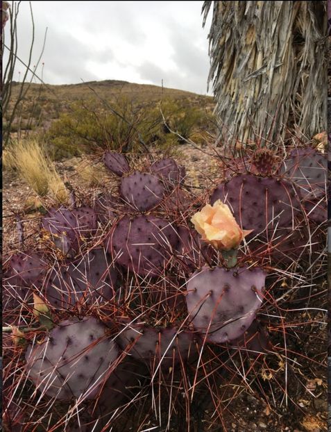  - Opuntia Azurea