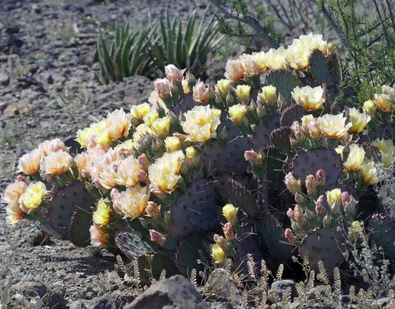  - Opuntia Azurea