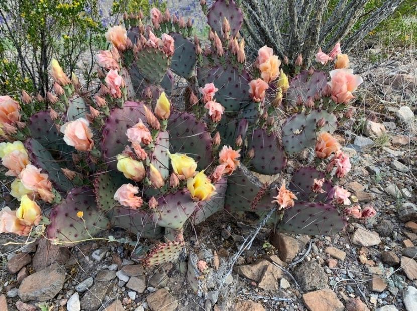  - Opuntia Azurea