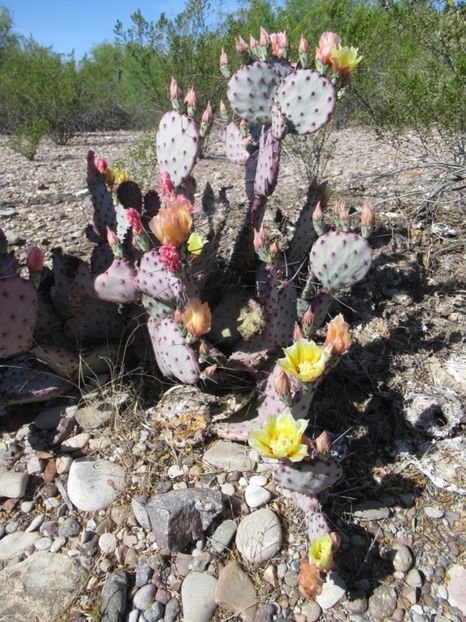  - Opuntia Azurea