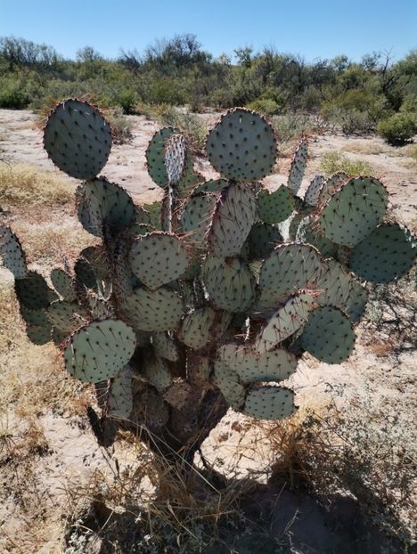  - Opuntia Azurea