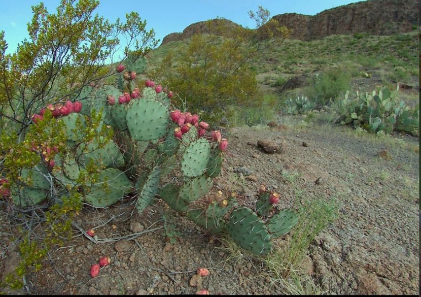  - Opuntia Azurea