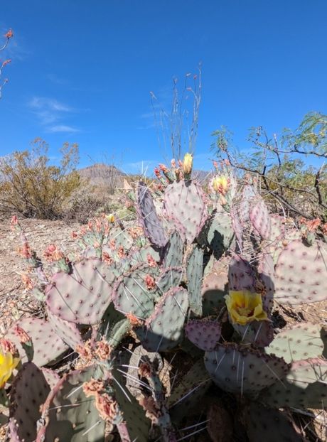  - Opuntia Azurea