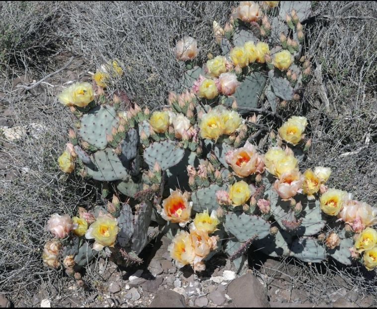  - Opuntia Azurea