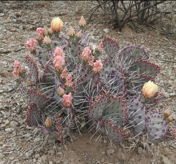  - Opuntia Azurea