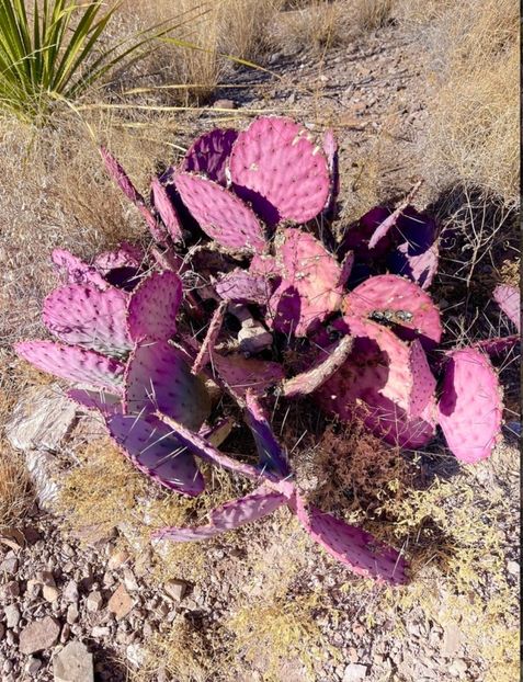  - Opuntia Azurea