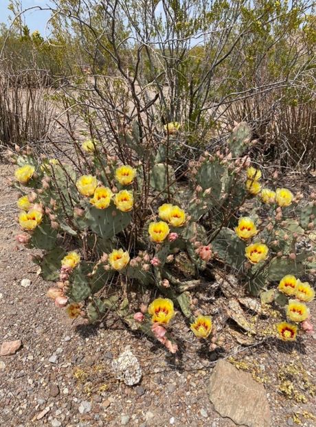  - Opuntia Azurea