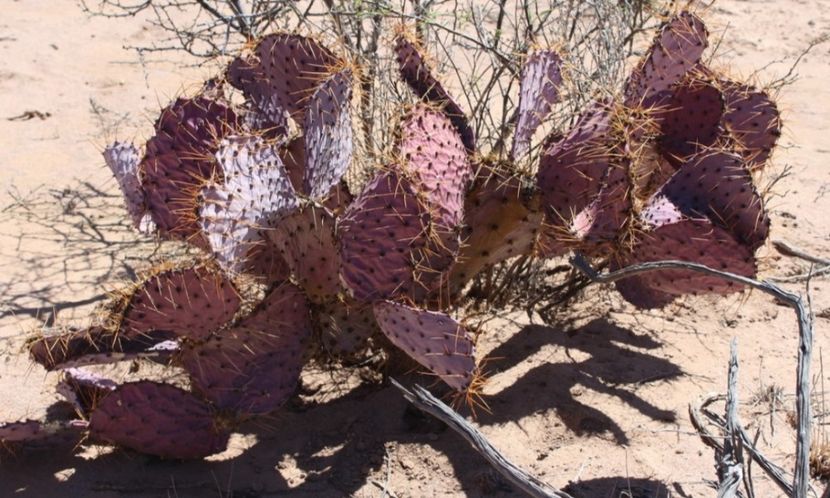  - Opuntia Azurea
