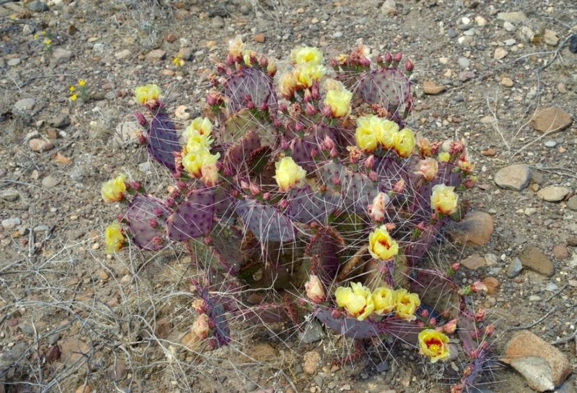  - Opuntia Azurea