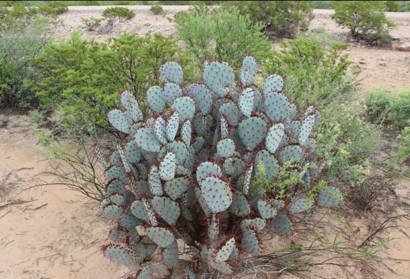  - Opuntia Azurea