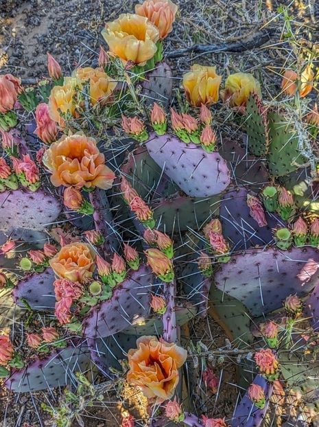  - Opuntia Azurea