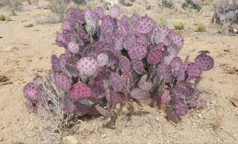  - Opuntia Azurea