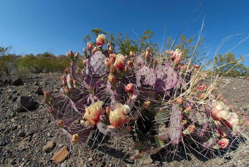  - Opuntia Azurea