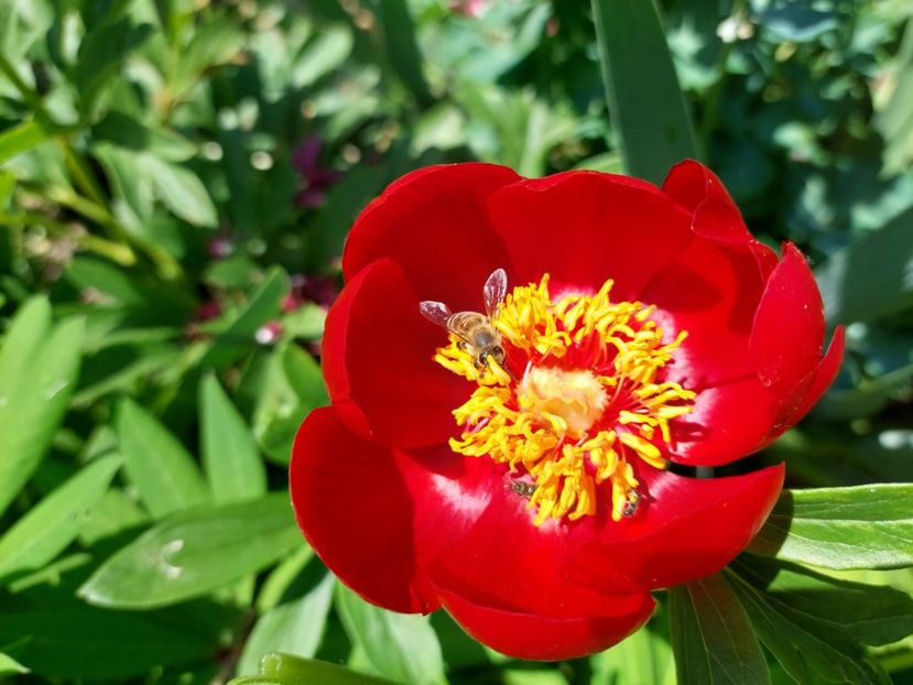 Paeonia peregrina - Bujori vanzare