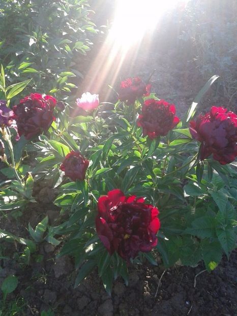 Highlight ierbos - Bujori vanzare