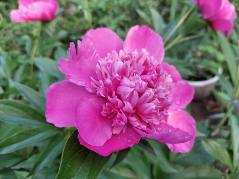 Ierbos - Bujori vanzare