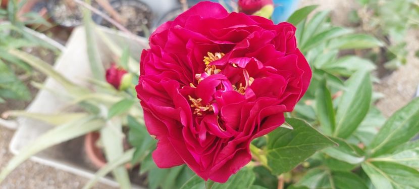 Paul M Wild ierbos - Bujori vanzare