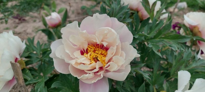 Cora Louise  semiarbustiv - Bujori vanzare