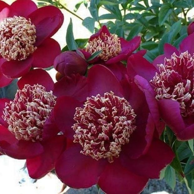 Nippon beauty ierbos - Bujori vanzare