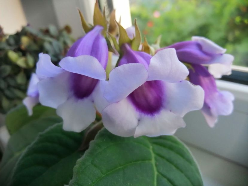  - Siningia Carangola