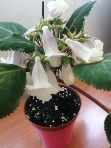  - Siningia Pedra Lisa