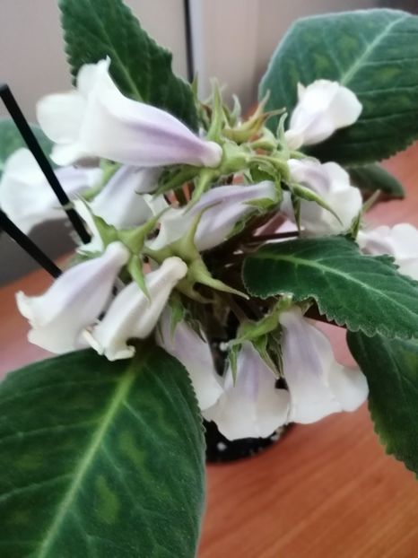  - Siningia Pedra Lisa