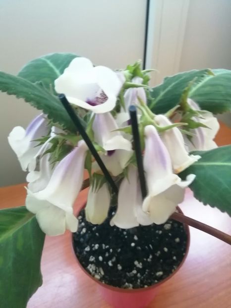  - Siningia Pedra Lisa