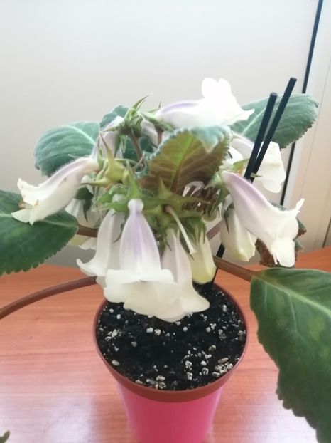  - Siningia Pedra Lisa