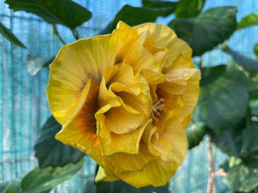  - Chi s garden Forest Rhapsody