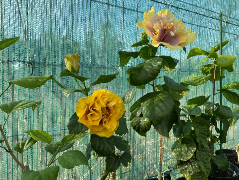  - Chi s garden Forest Rhapsody