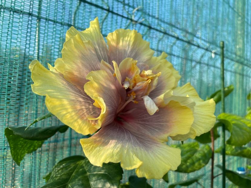  - Wind Rosa Feng Xiajunr