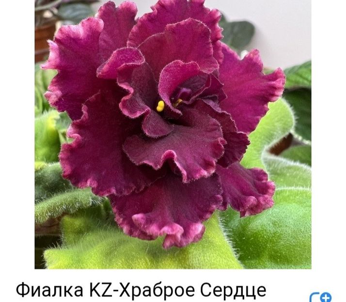 Poza net - KZ-Khrabroe Serdtse