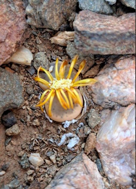  - Lithops Dinteri