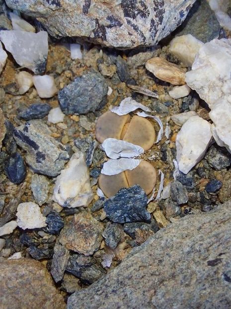  - Lithops Dinteri