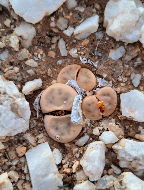  - Lithops Dinteri
