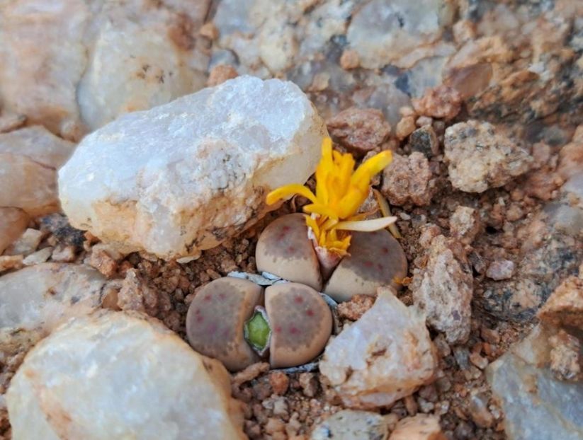 - Lithops Dinteri