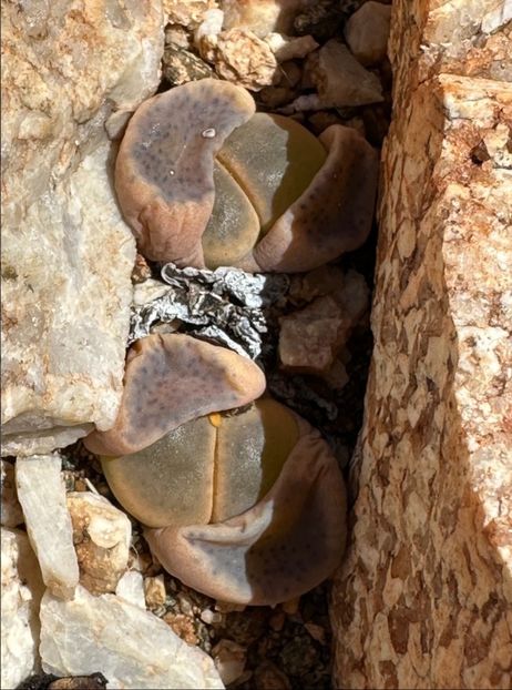  - Lithops Dinteri