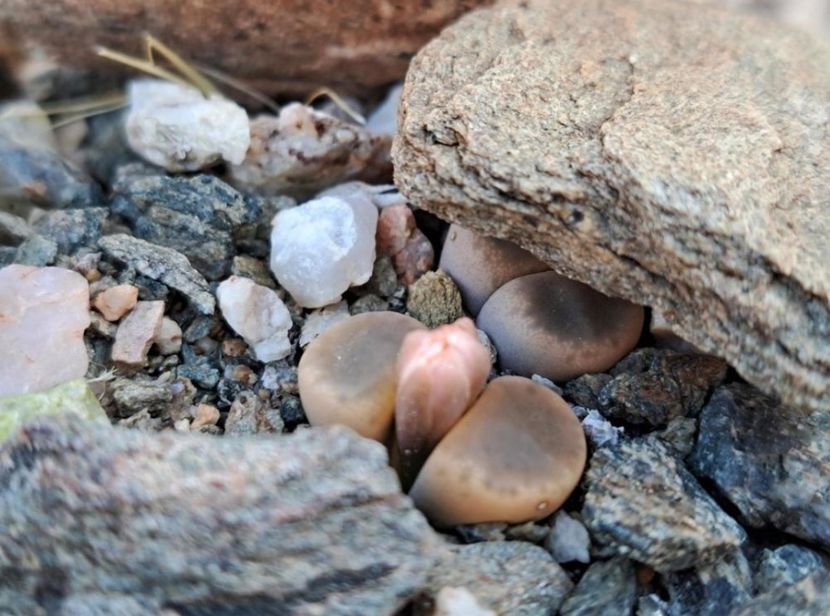  - Lithops Dinteri