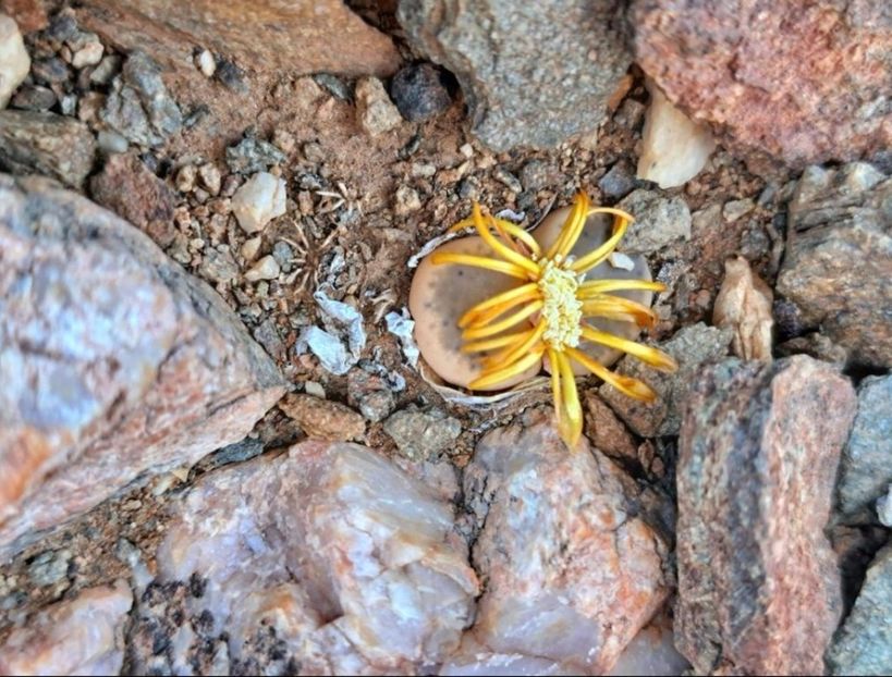  - Lithops Dinteri