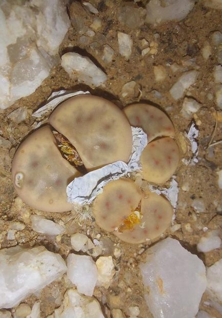 - Lithops Dinteri