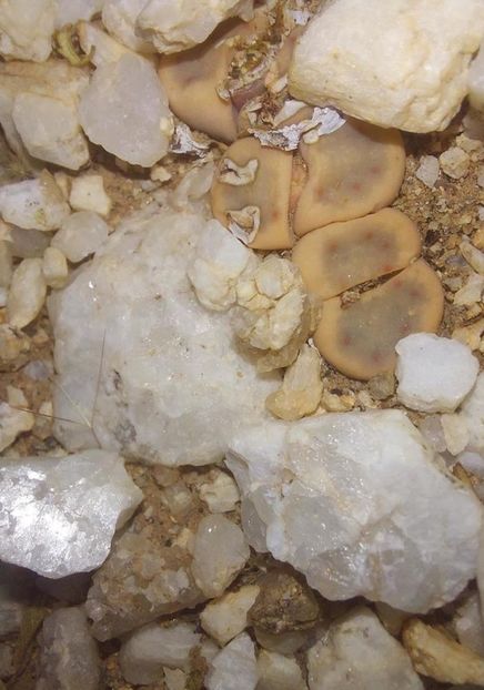  - Lithops Dinteri