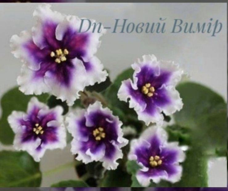 Poza net - DN-Novyi Vymir