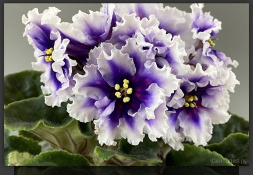 Poza net - DN-Novyi Vymir