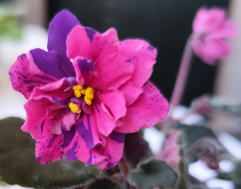 31 mai 2024 - Coral Fantasy