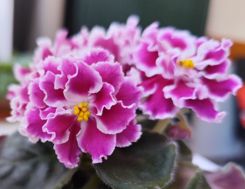 31 mai 2024 - Amadeus