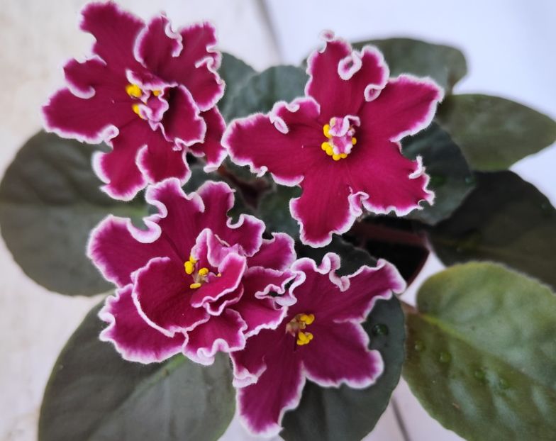 31 mai 2024 - Arcturus