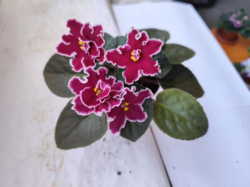 31 mai 2024 - Arcturus