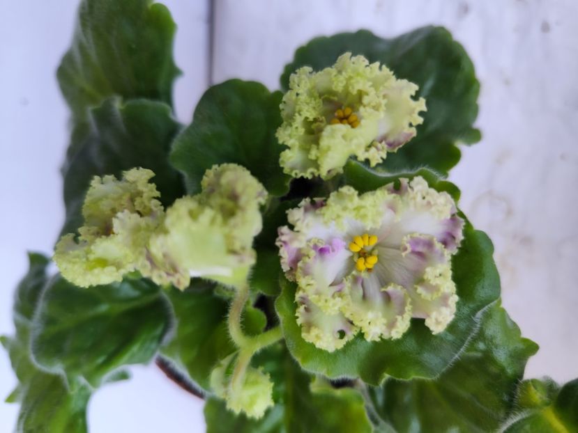 31 mai 2024 - AV Monplezir