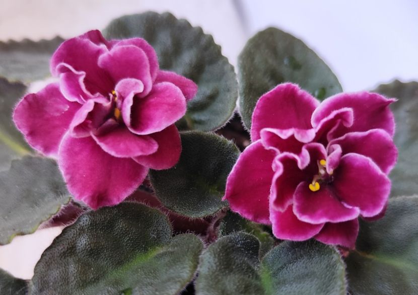 31 mai 2024 - Bob Serbin