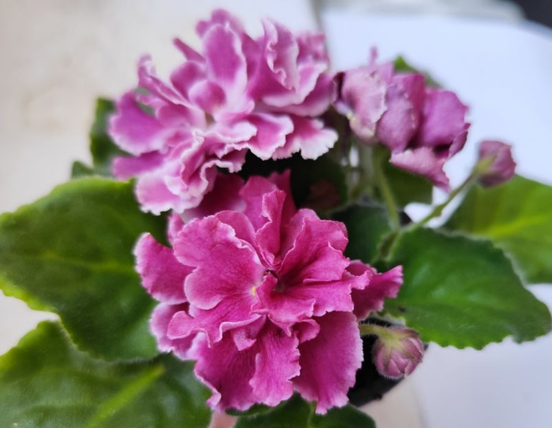 31 mai 2024 - RS Bog Solntsa